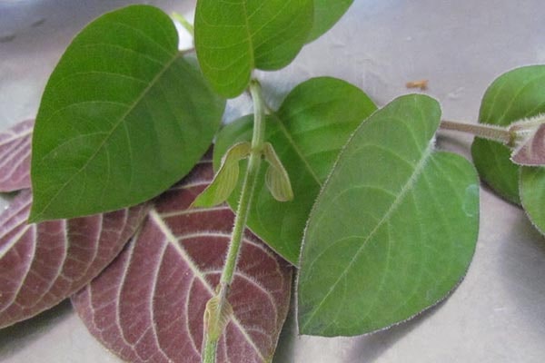 Bắn cao khô Lá ổi điều trị các bệnh về tiêu hóa