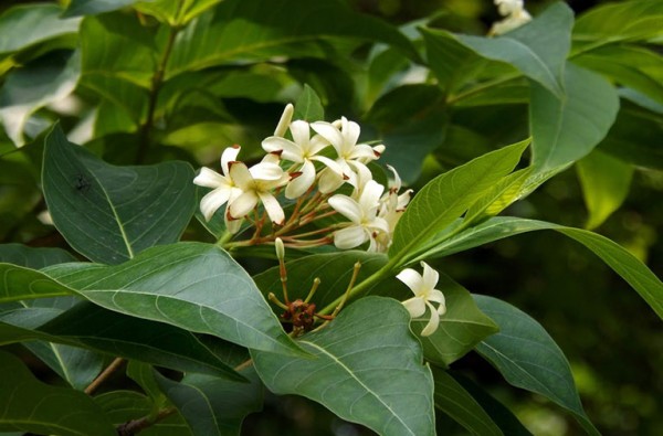 Bán cao khô Mộc hoa trắng điều trị kiết lỵ