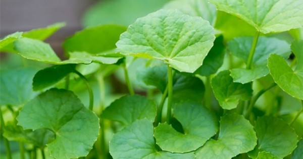 Bán cao khô Rau má giúp thanh nhiệt, giải độc