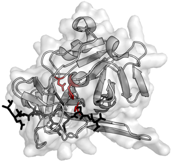 Bán enzyme: Papain, Trypsin, Bromelain, Amylase, Lactase, Pepsin