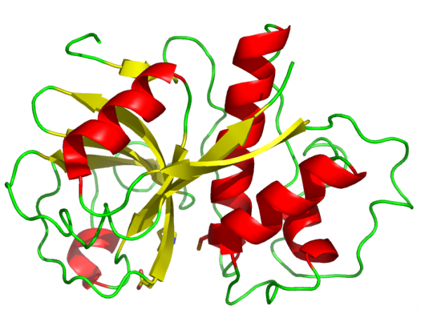 Bán nguyên liệu: papain, pepsin, bromelain, protease