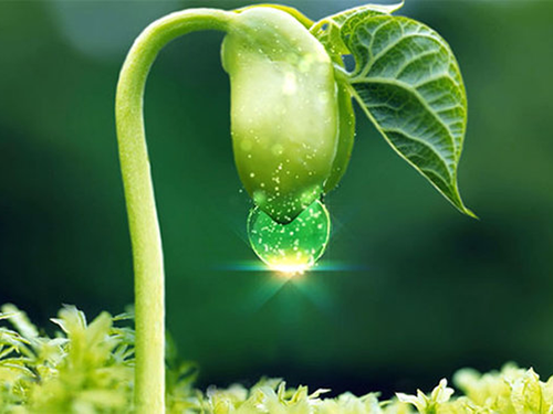 Bán nguyên liệu tinh chất mầm đậu nành