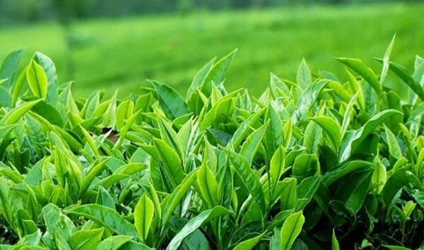 Bán tinh chất trà xanh giúp giảm cân đẹp dáng