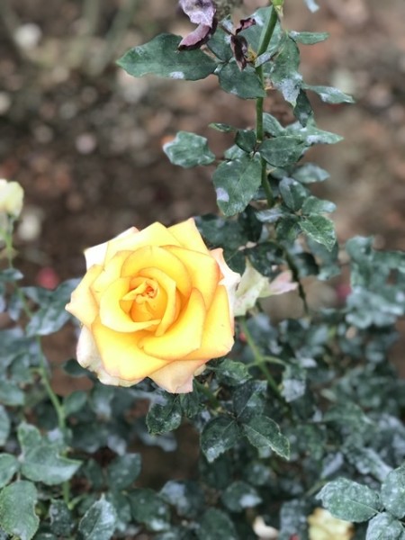 Cần hợp tác dược Sĩ mở nhà thuốc Quận 9