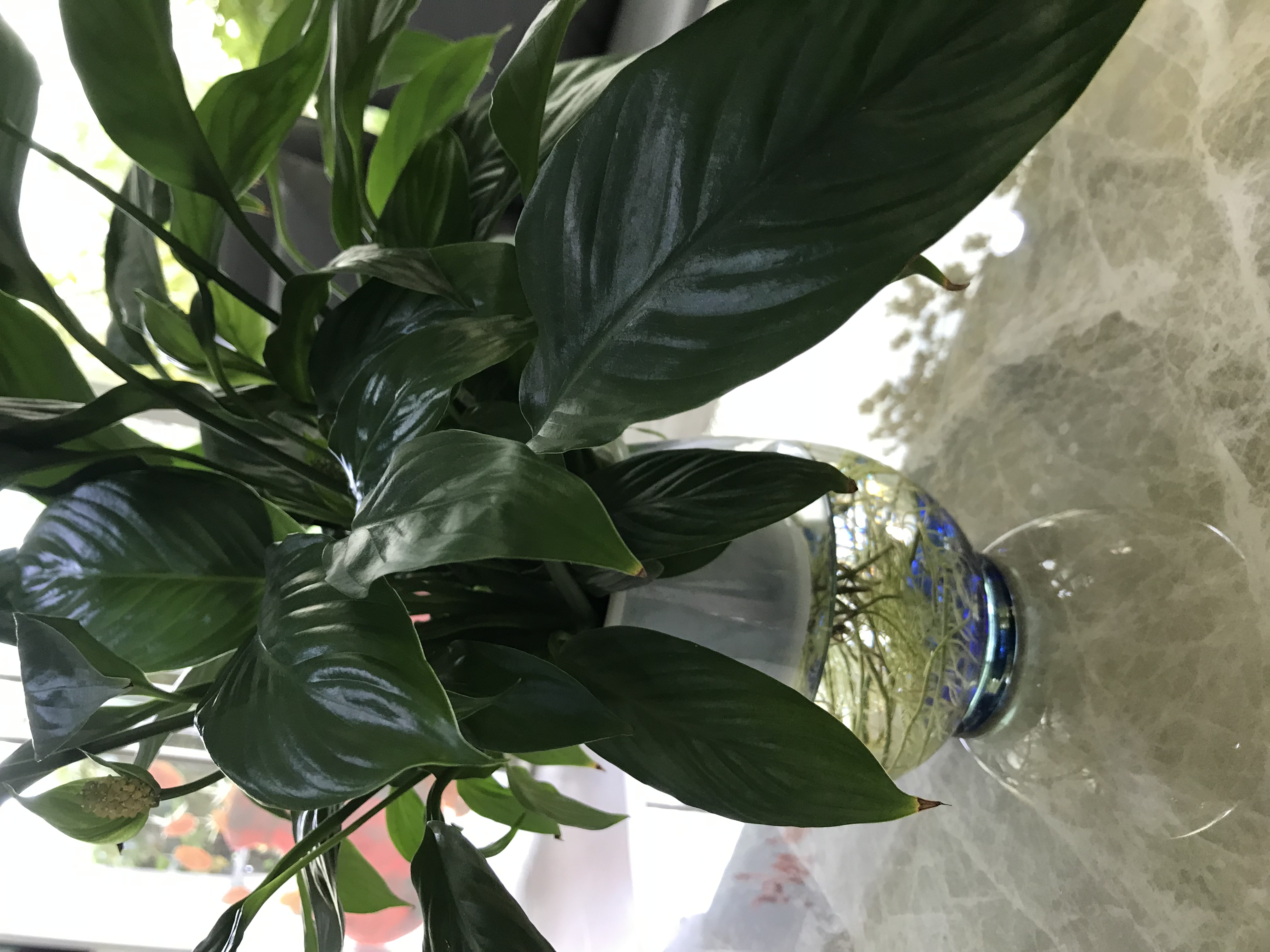 Cần hợp tác mở Nhà Thuốc TPHCM