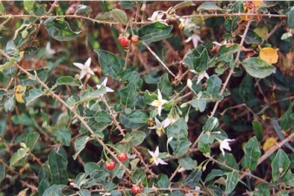 Cao dược liệu sản xuất thuốc thú y