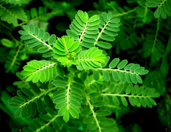 Cao khô diệp hạ châu