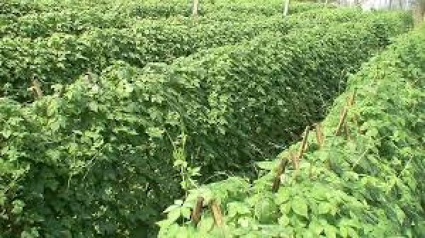 Cao khô giảo cổ lam đạt tiêu chuẩn VietGAP