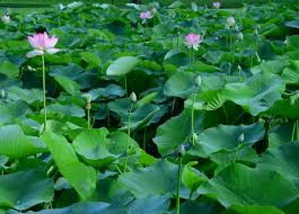 Cao khô lá sen tươi chất lượng cao 