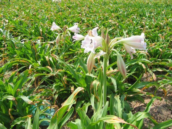 Cao khô trinh nữ hoàng cung đạt tiêu chuẩn VietGAP