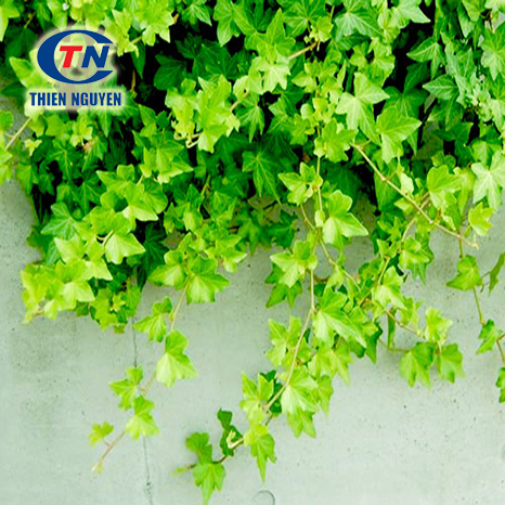 CAO LÁ THƯỜNG XUÂN