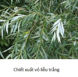 Chiết xuất liễu trắng – White willow bark extract
