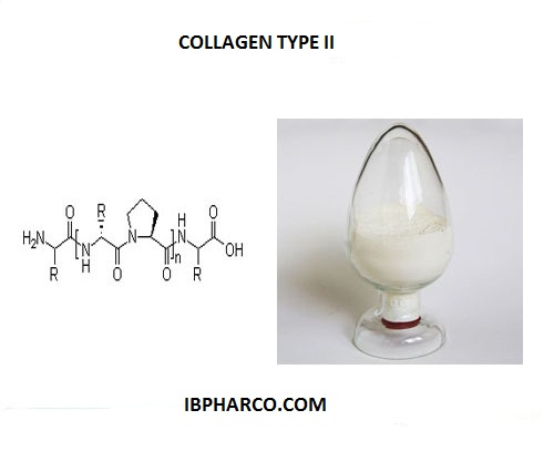Collagen type II