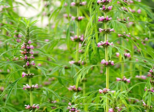 Cung cấp cao khô Ích mẫu (phun sương, tan hoàn toàn)