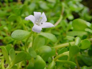 Cung cấp nguyên liệu cao khô rau đắng biển