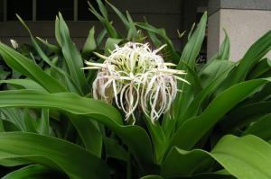 Cung cấp nguyên liệu cao khô trinh nữ hoàng cung