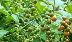 Cung cấp nguyên liệu cao khô xạ đen