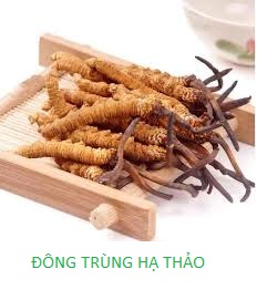 Cung cấp nguyên liệu đông trùng hạ thảo khô