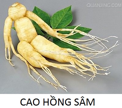 Cung cấp Panax ginseng (Cao hồng sâm)