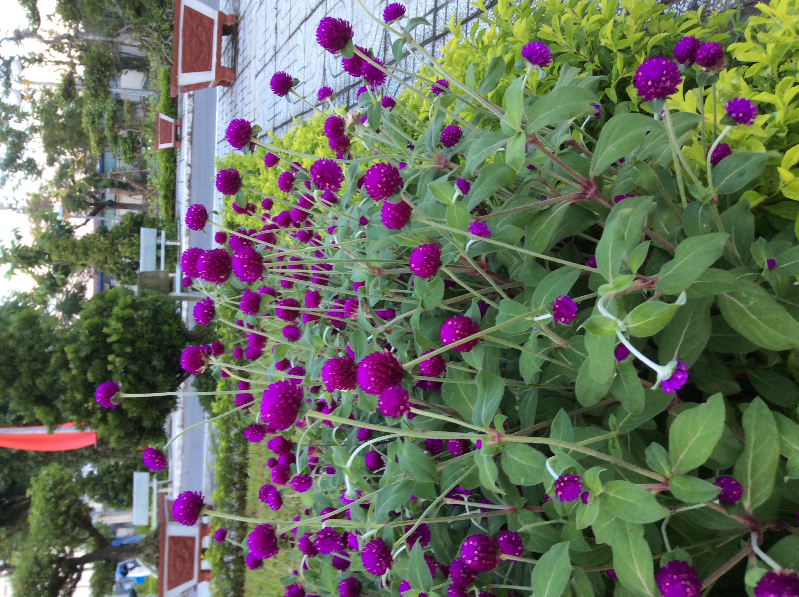 Dược sĩ cần hợp tác mở nhà thuốc 