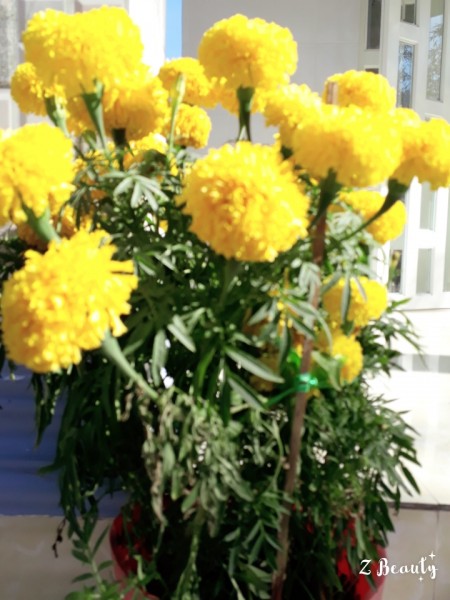 Hợp tác mở pxn tại TPHCM