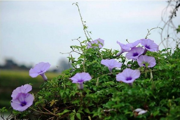 Hợp tác nhà thuốc hoặc phòng khám mở nhà thuốc