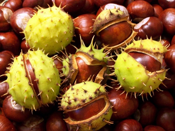 Horse chestut Extract - Cao khô hạt dẻ ngựa