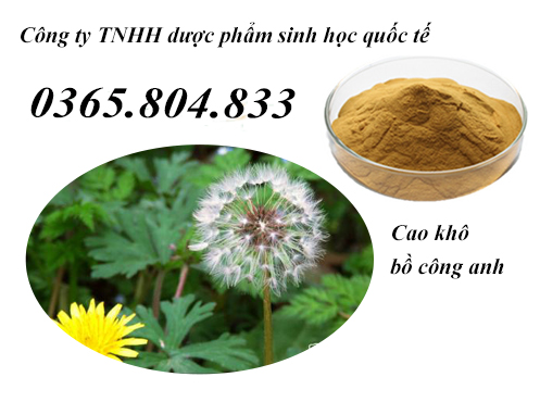 IBP cung cấp cao khô bồ công anh