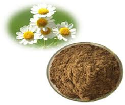 IBP cung cấp cao khô cúc thơm