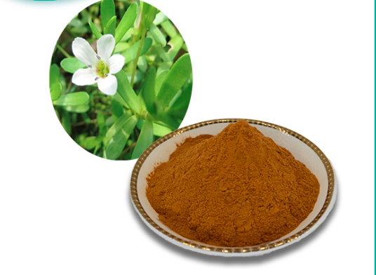 IBP cung cấp cao khô rau đắng biển