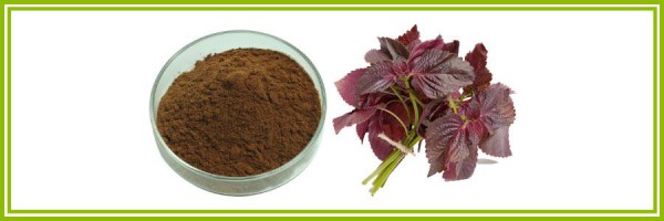 IBP cung cấp cao khô tía tô