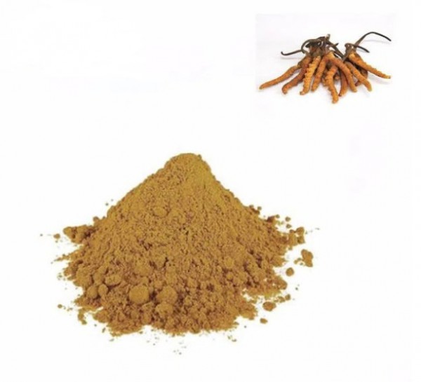 IBP Cung cấp đông trùng hạ thảo khô