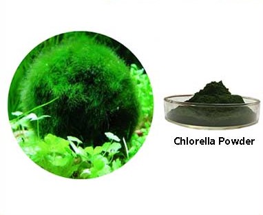 IBP cung cấp tảo chlorella