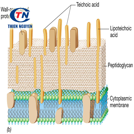 ImmunePath-IP® là gì?