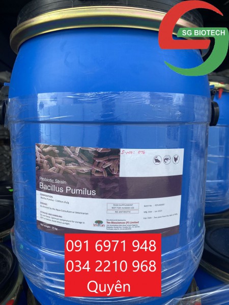 Mua bán Men đường ruột Bacillus Pumilus hàng Ấn Độ cho vật nuôi