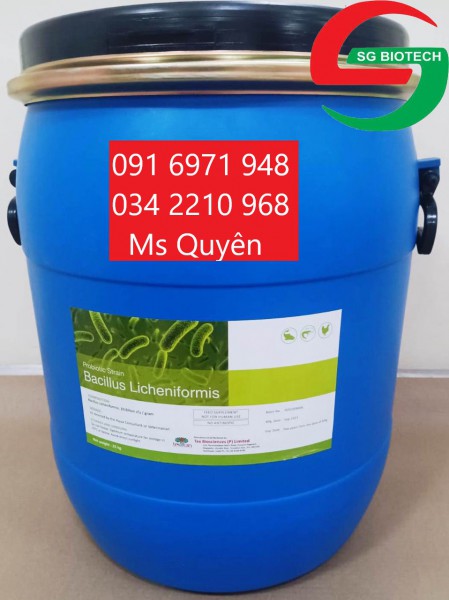 Mua bán men tiêu hóa vật nuôi Bacillus licheniformis