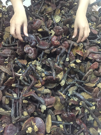 nấm lim xanh chửa bệnh ung thư