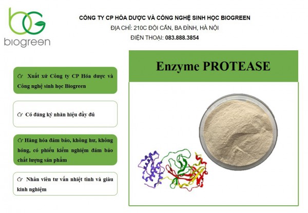 Nguyên liệu bào chế dược phẩm hỗ trợ tiêu hóa - Enzyme Protease giá tốt nhất thị trường