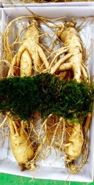 Nguyên liệu sản xuất thuốc và thực phẩm bảo vệ sức khỏe