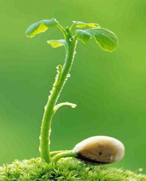 nhà thuốc hóc môn tuyển nhân viên thực tập nếu làm tốt nhận vào làm luôn liên hệ 0974654226-01667602709