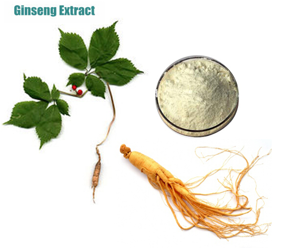 Panax ginseng (Cao hồng sâm)
