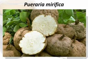 Pueraria mirifica Extract
