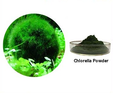 Tảo Chlorella
