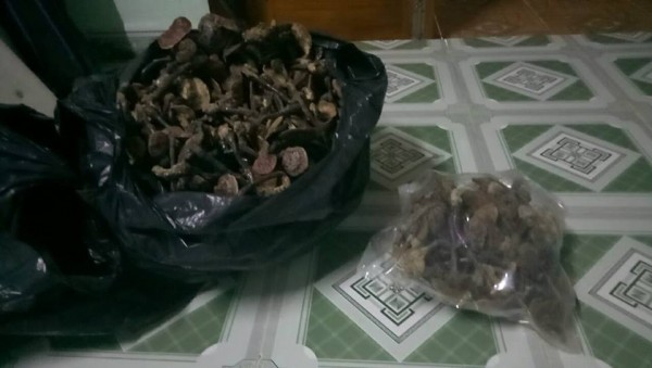 thuoc nam chua bệnh ung thư